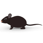 Ratte Pflanzgefäß